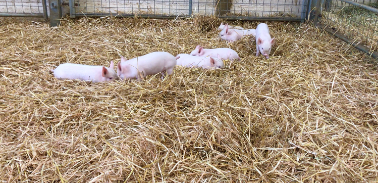 PIglets in the Animals Encounters Barn