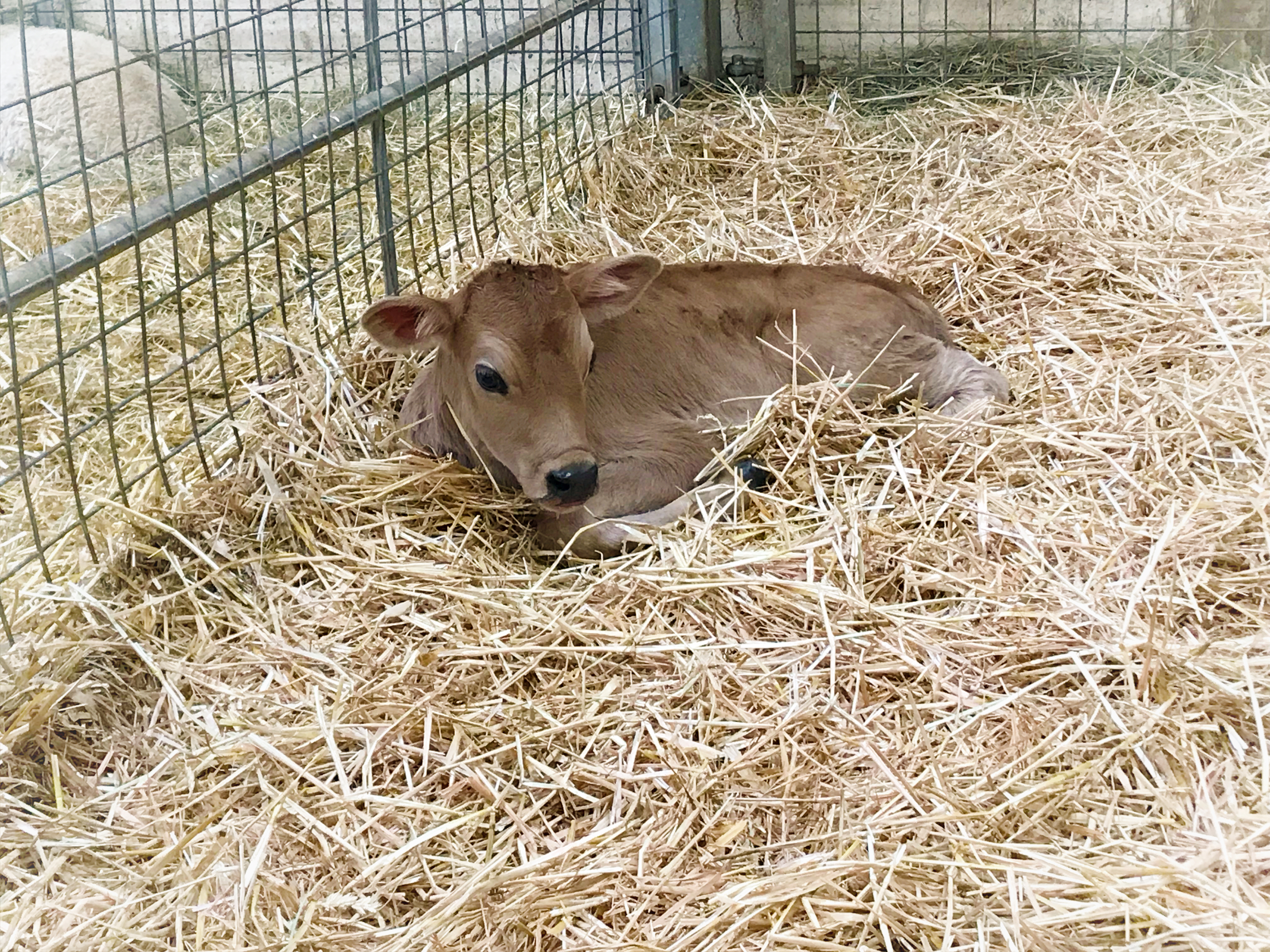 Calves in the Animals Encounters barn