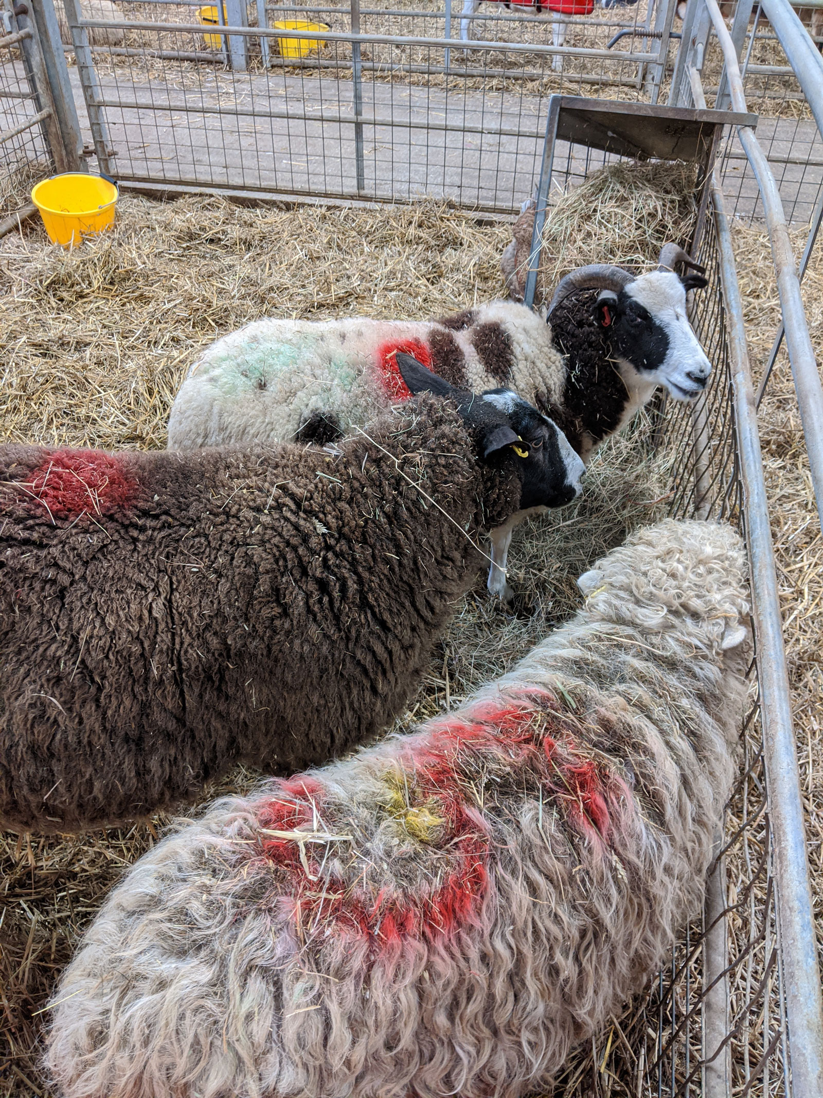 Fishers Farm ewes expecting triplets