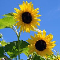 Fishers Farm 100 things to do at home with the family plant sunflower seeds