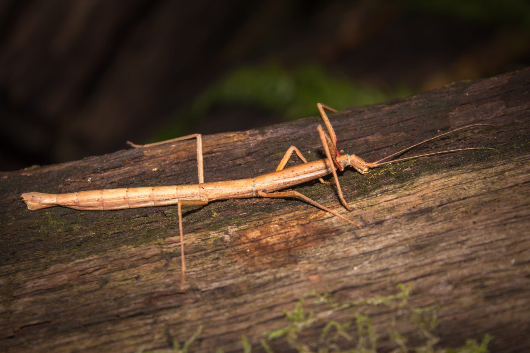 Wiggle Weekend stick insect