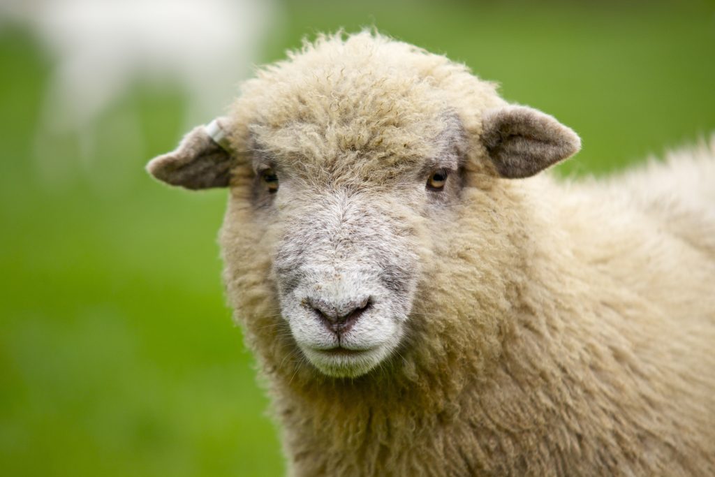How Many Breeds of Sheep? - Fishers Farm Park